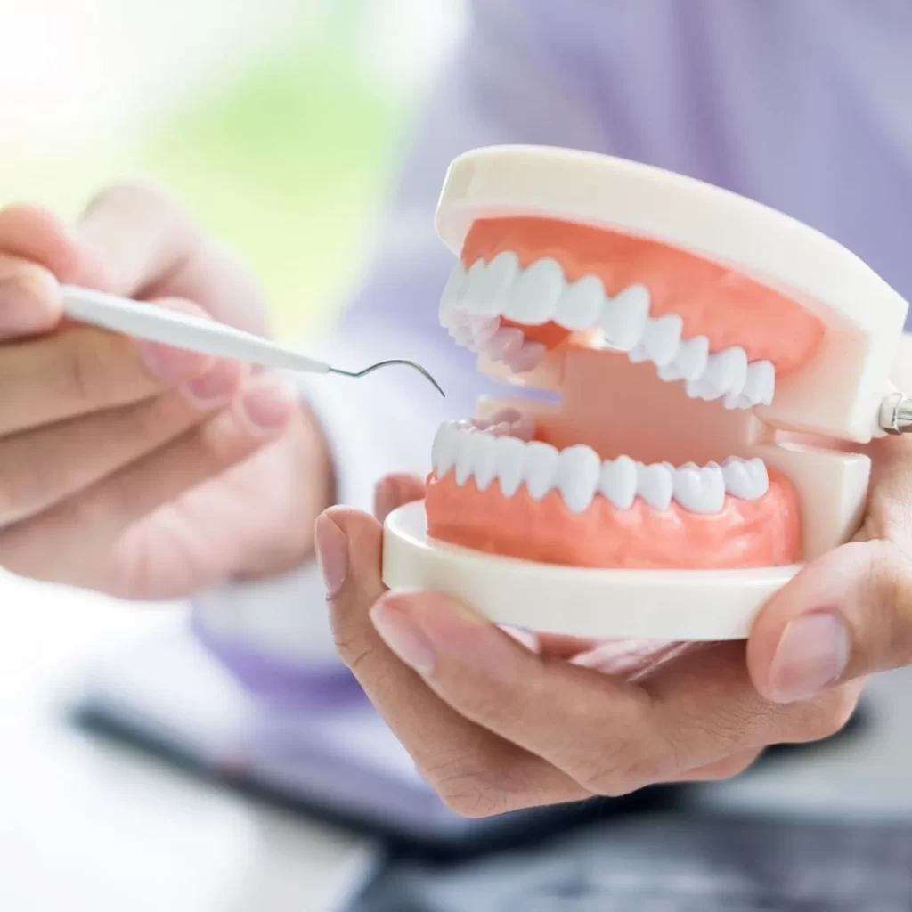 Hand holding a dental model indicating a specific tooth